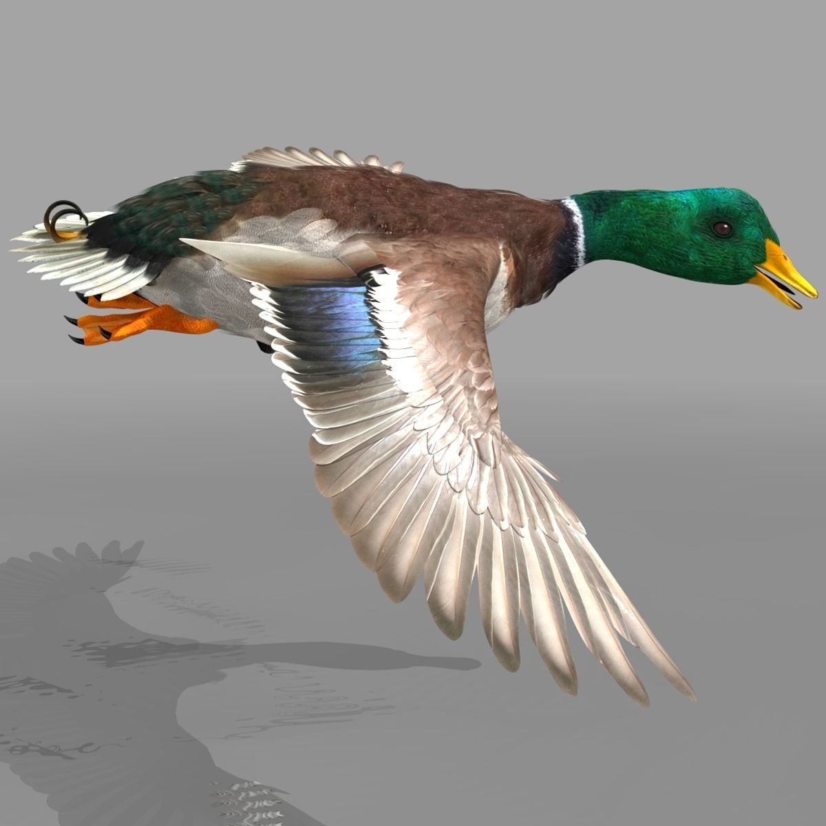 Mallard Duck 3D model_8