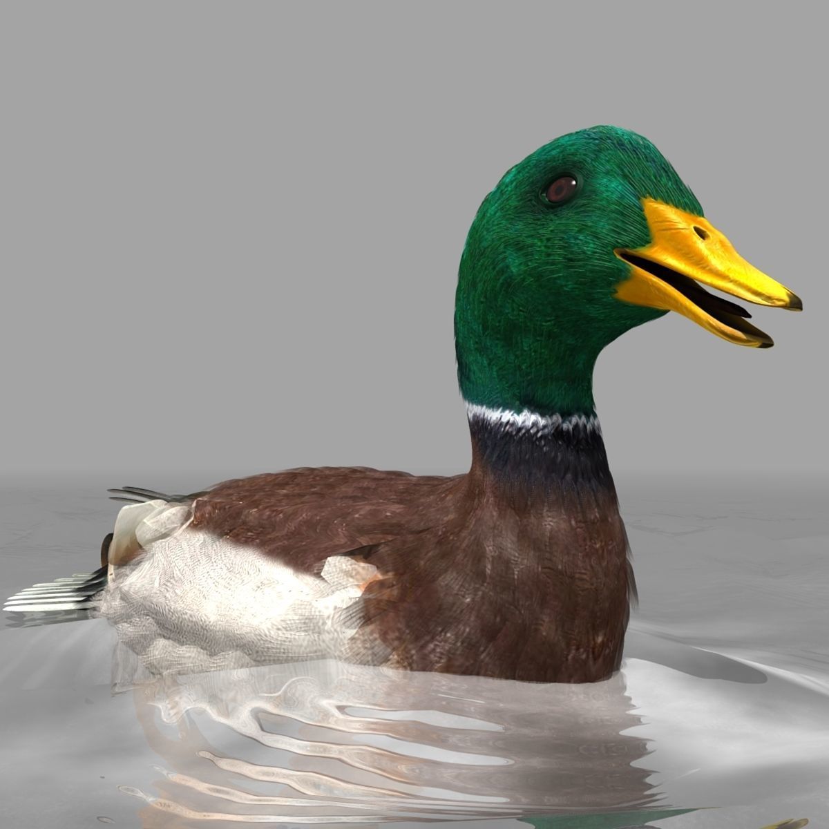 Mallard Duck 3D model_20