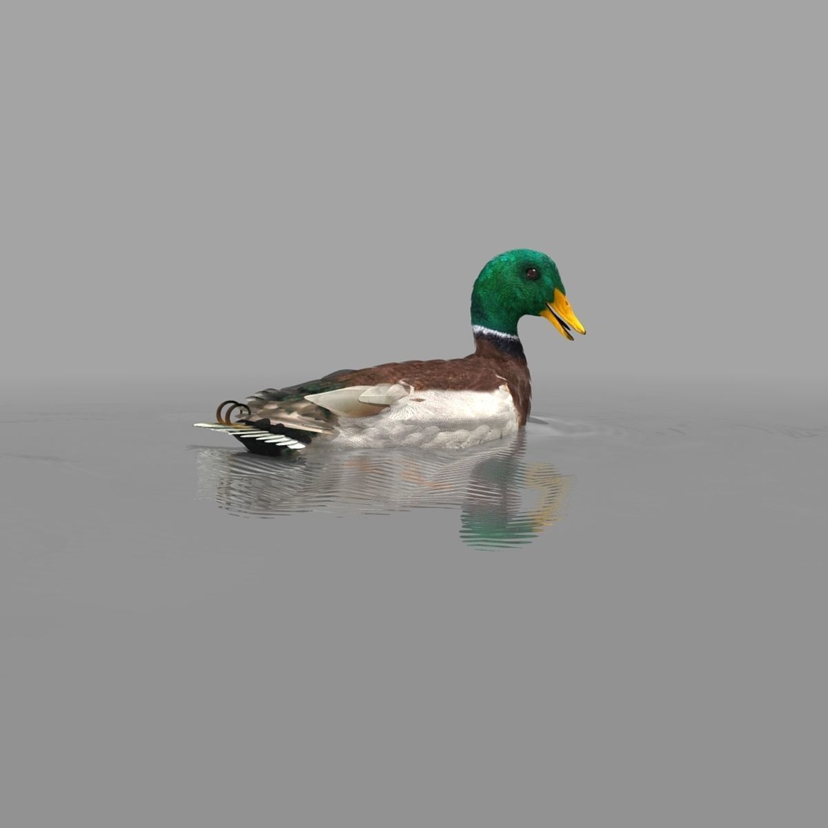 Mallard Duck 3D model_28