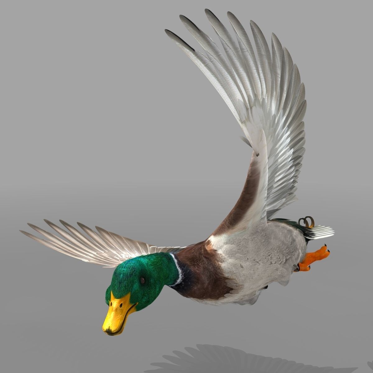 Mallard Duck 3D model_11