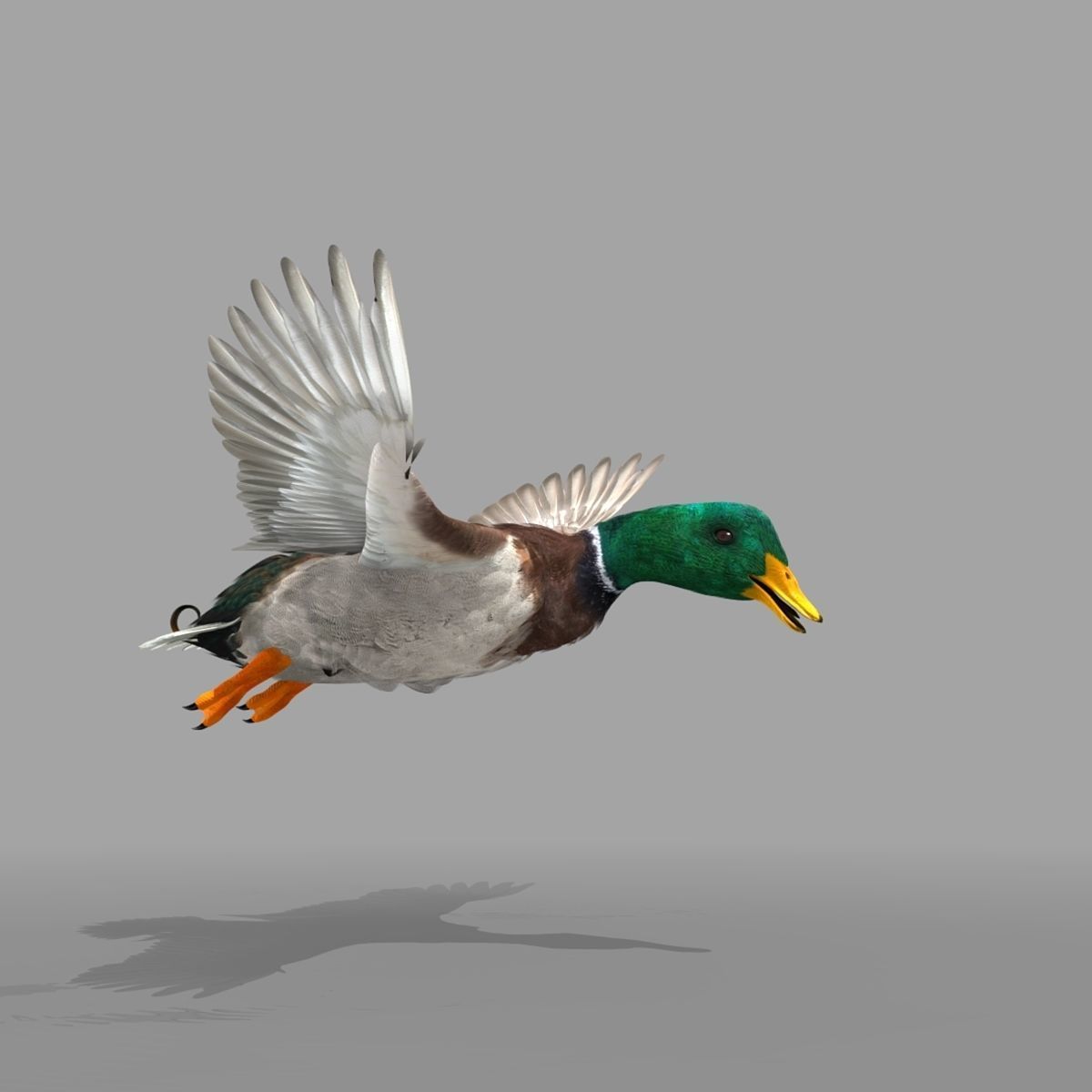 Mallard Duck 3D model_22
