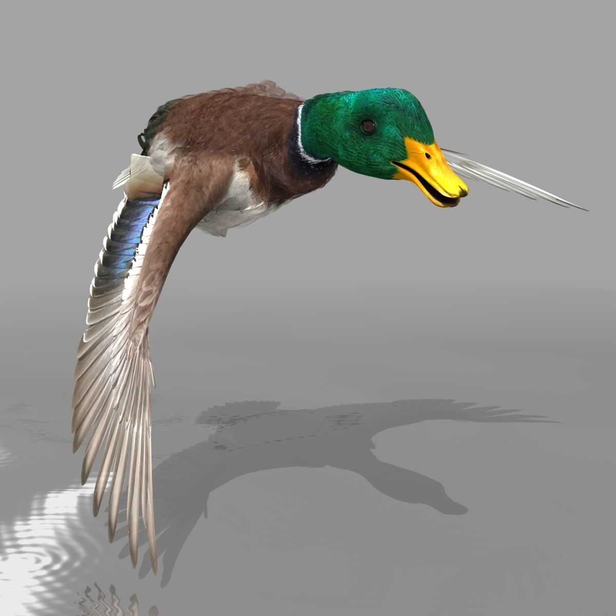Mallard Duck 3D model_9