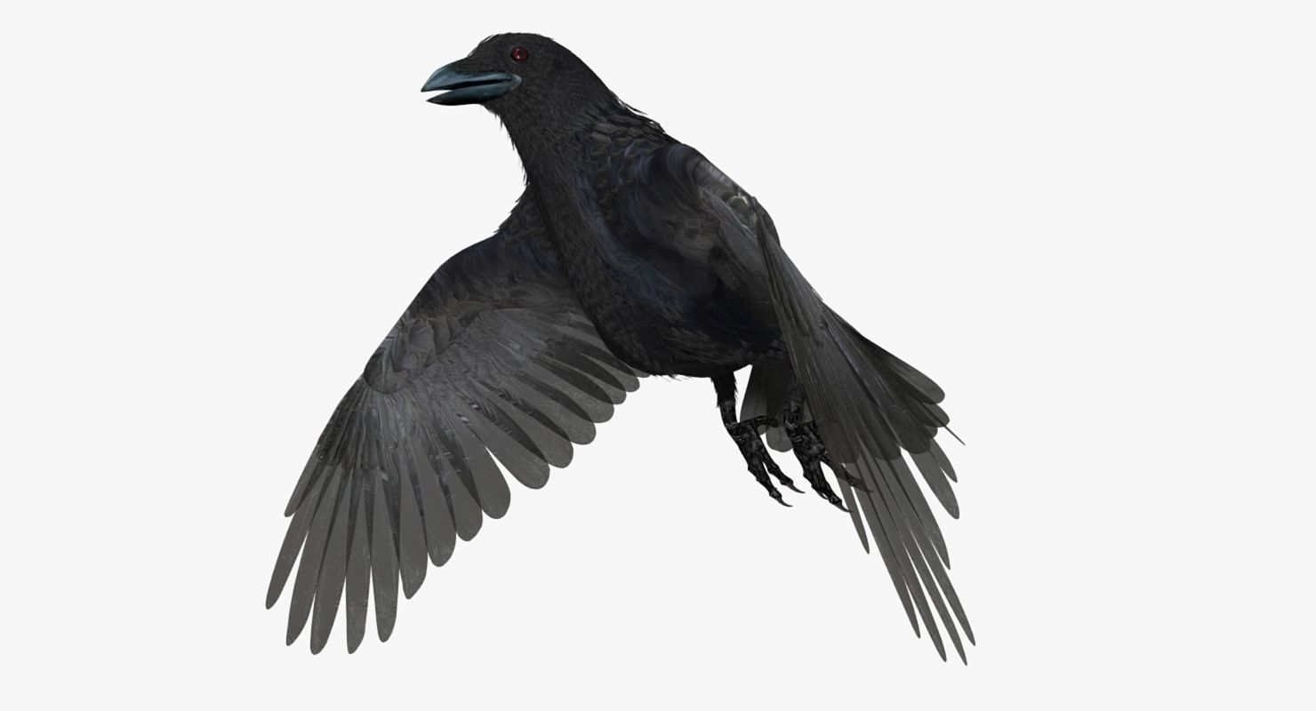 Crow - rigged - animated - Standard - PBR - VRAY Low-poly  3D model_28