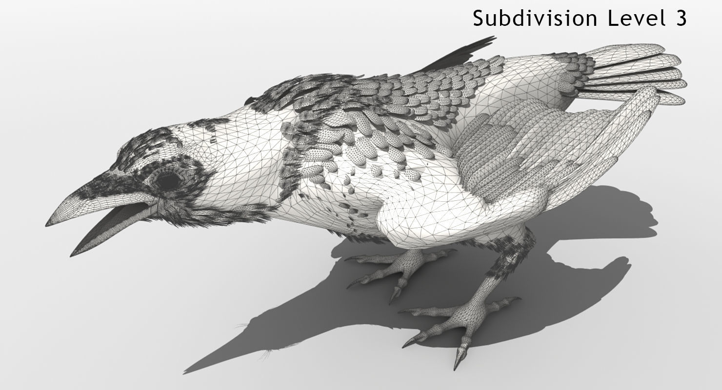 Crow - rigged - animated - Standard - PBR - VRAY Low-poly  3D model_10