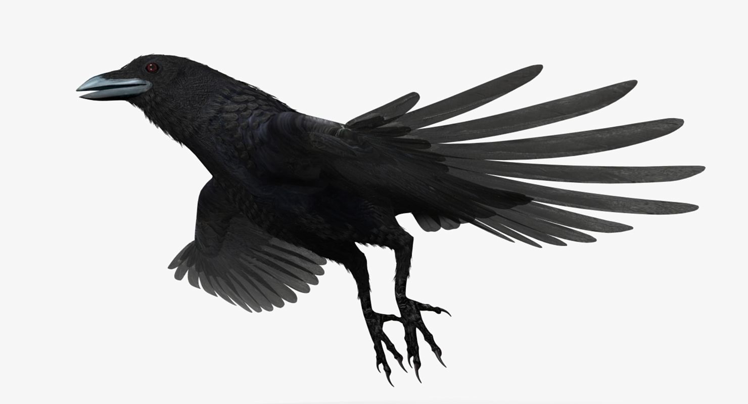 Crow - rigged - animated - Standard - PBR - VRAY Low-poly  3D model_30