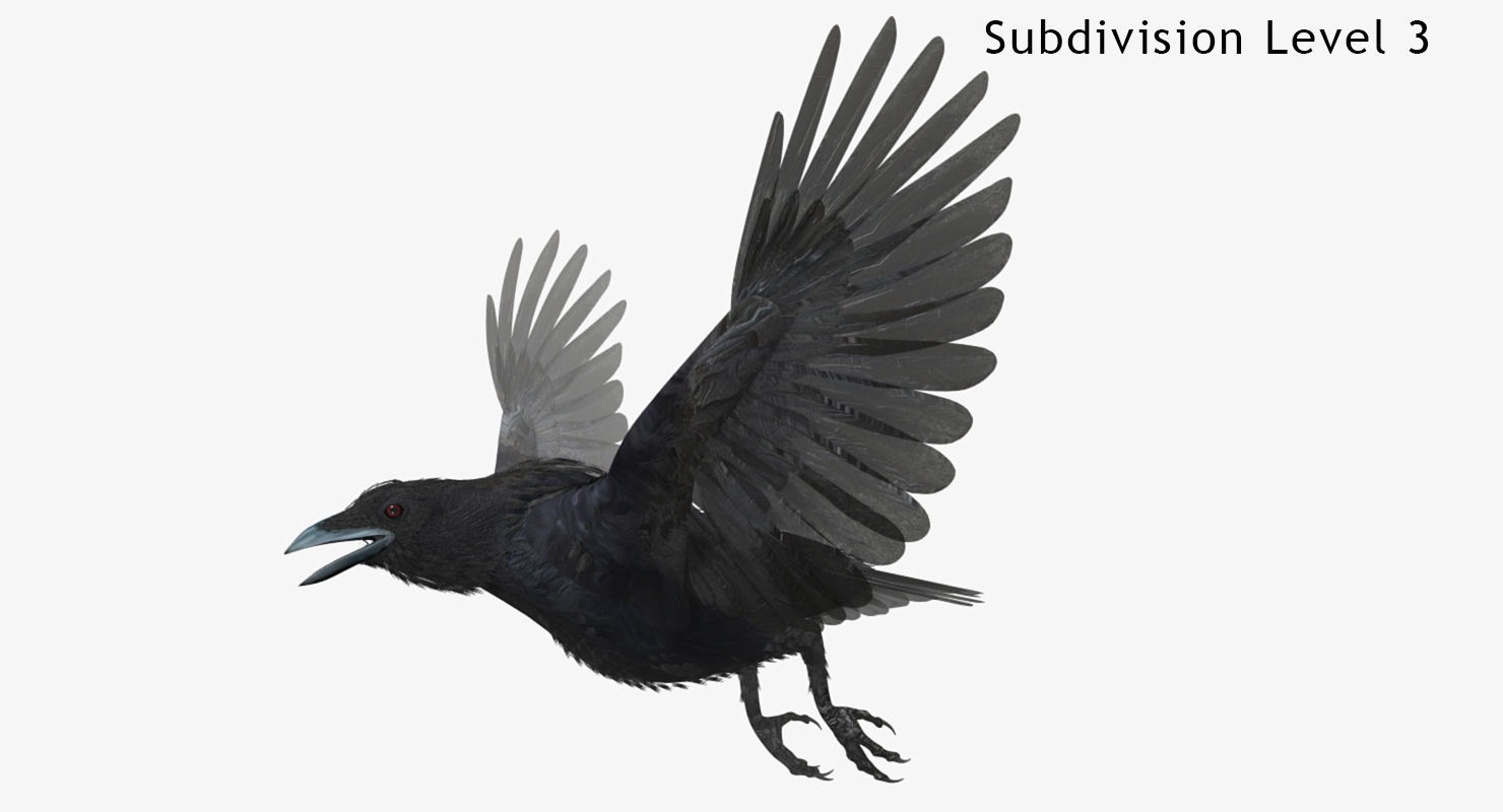 Crow - rigged - animated - Standard - PBR - VRAY Low-poly  3D model_12