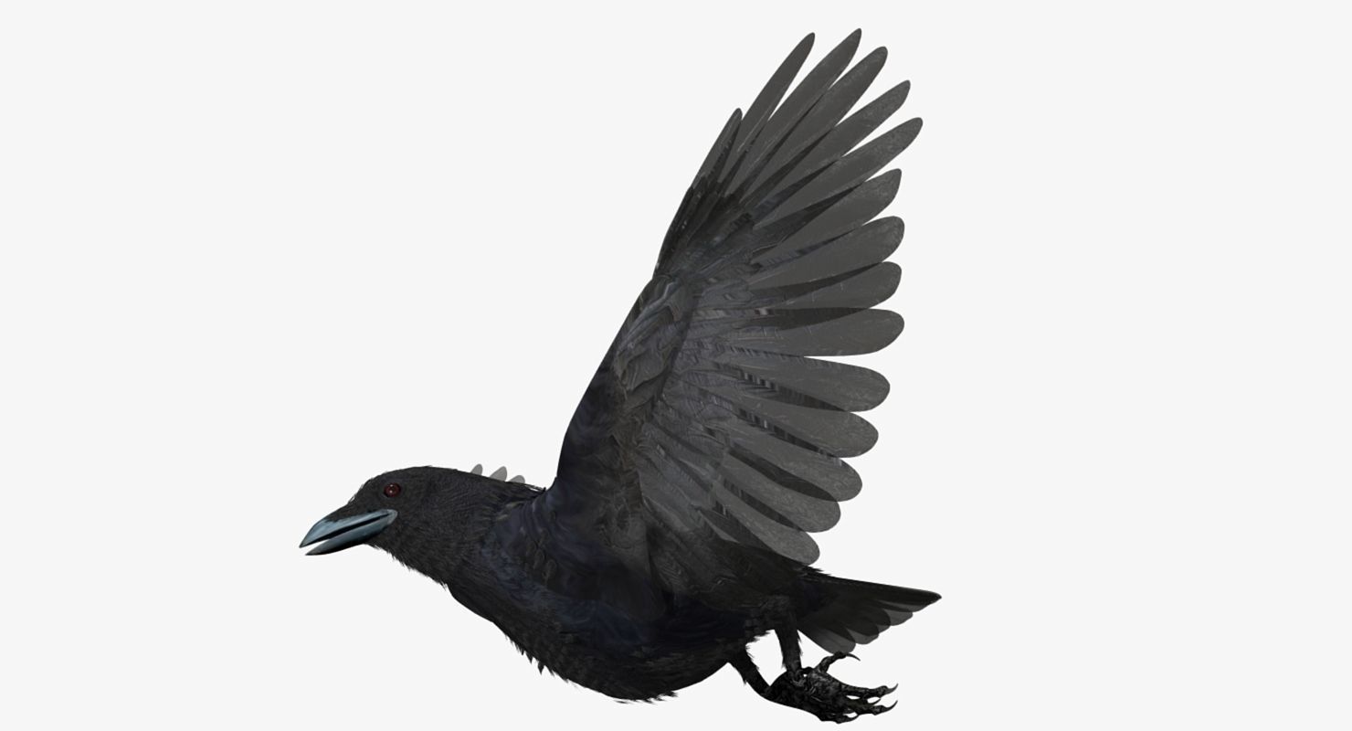 Crow - rigged - animated - Standard - PBR - VRAY Low-poly  3D model_27