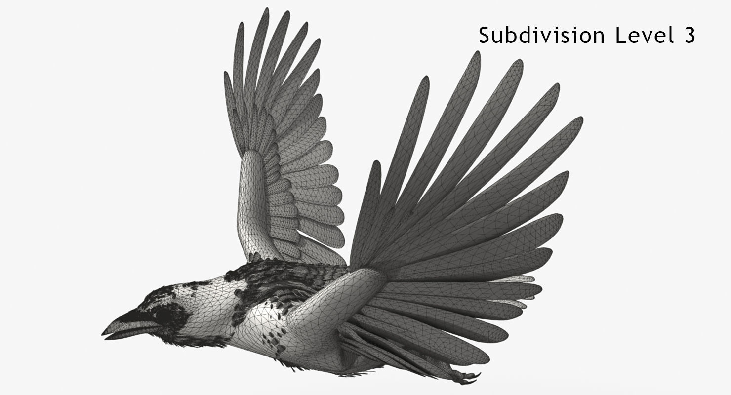 Crow - rigged - animated - Standard - PBR - VRAY Low-poly  3D model_16