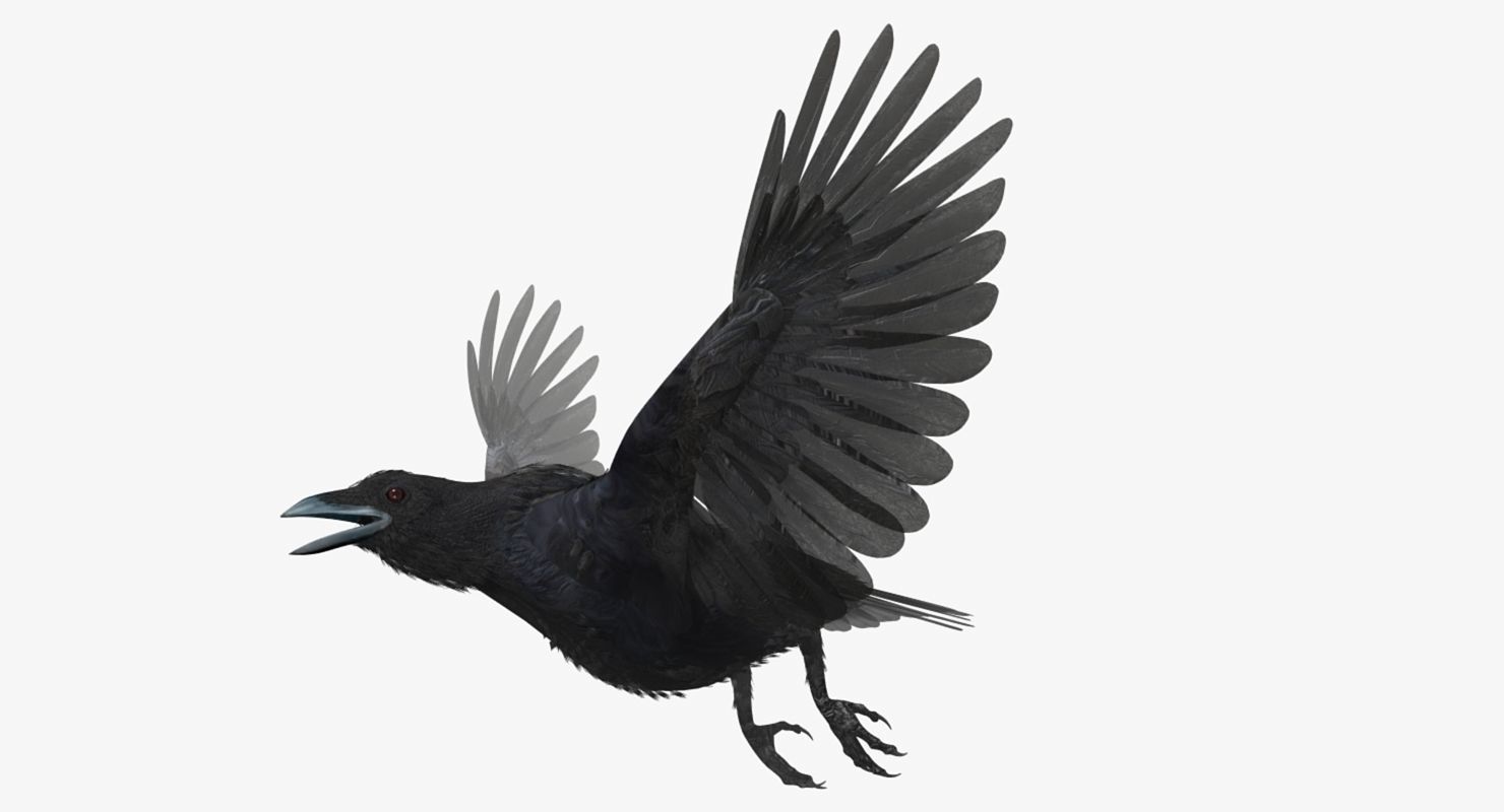 Crow - rigged - animated - Standard - PBR - VRAY Low-poly  3D model_31