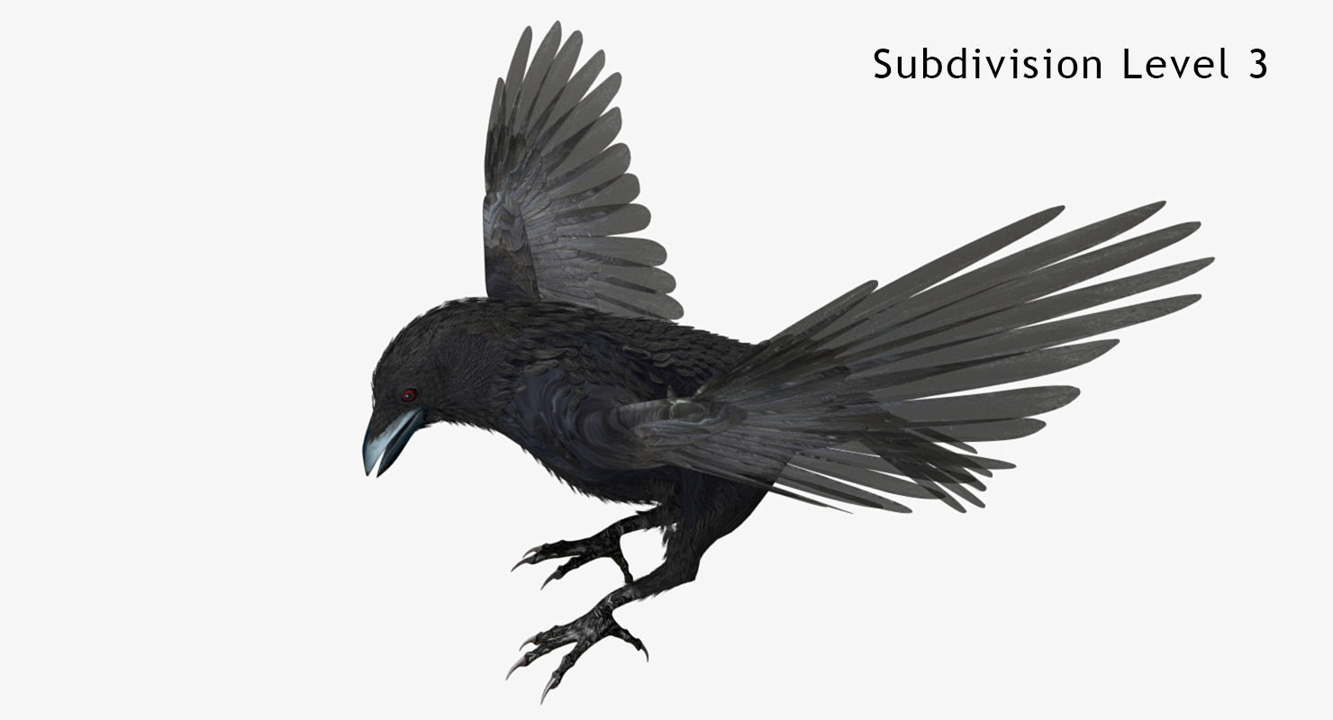 Crow - rigged - animated - Standard - PBR - VRAY Low-poly  3D model_6