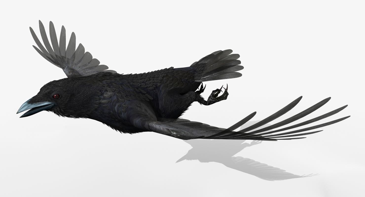 Crow - rigged - animated - Standard - PBR - VRAY Low-poly  3D model_20