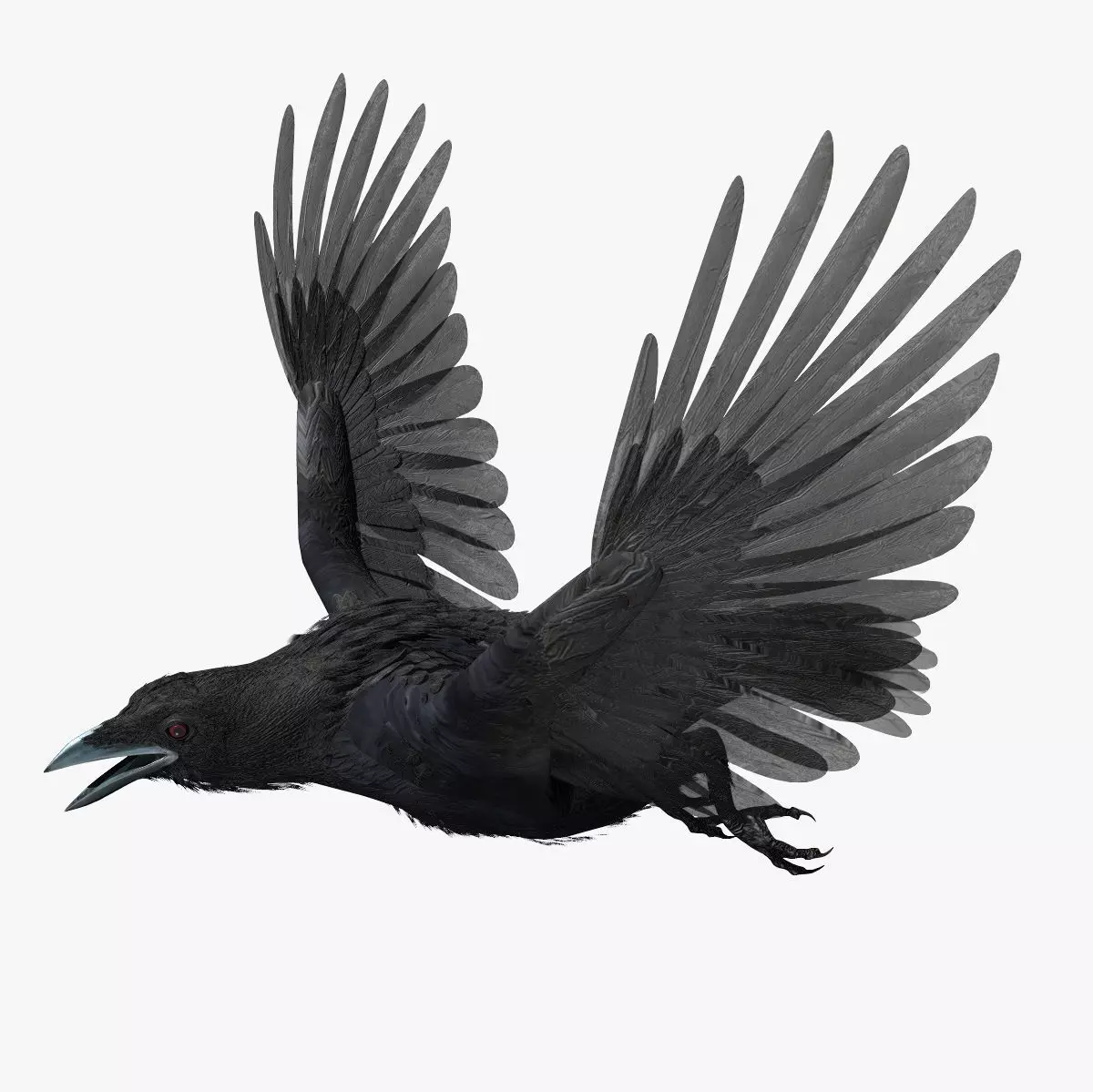 Crow - rigged - animated - Standard - PBR - VRAY Low-poly  3D model_0