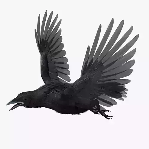 Crow - rigged - animated - Standard - PBR - VRAY Low-poly  3D model