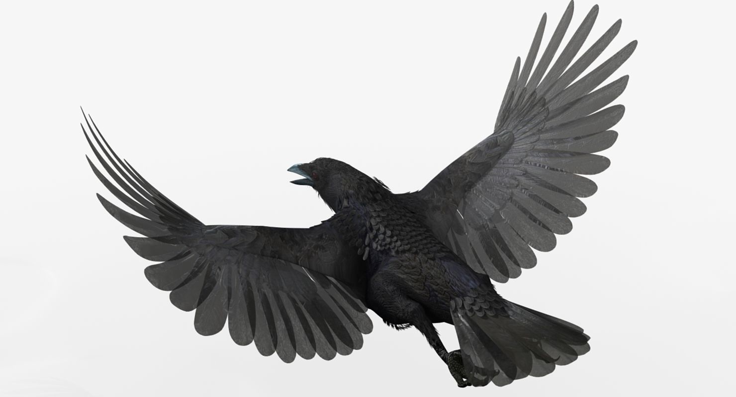 Crow - rigged - animated - Standard - PBR - VRAY Low-poly  3D model_18