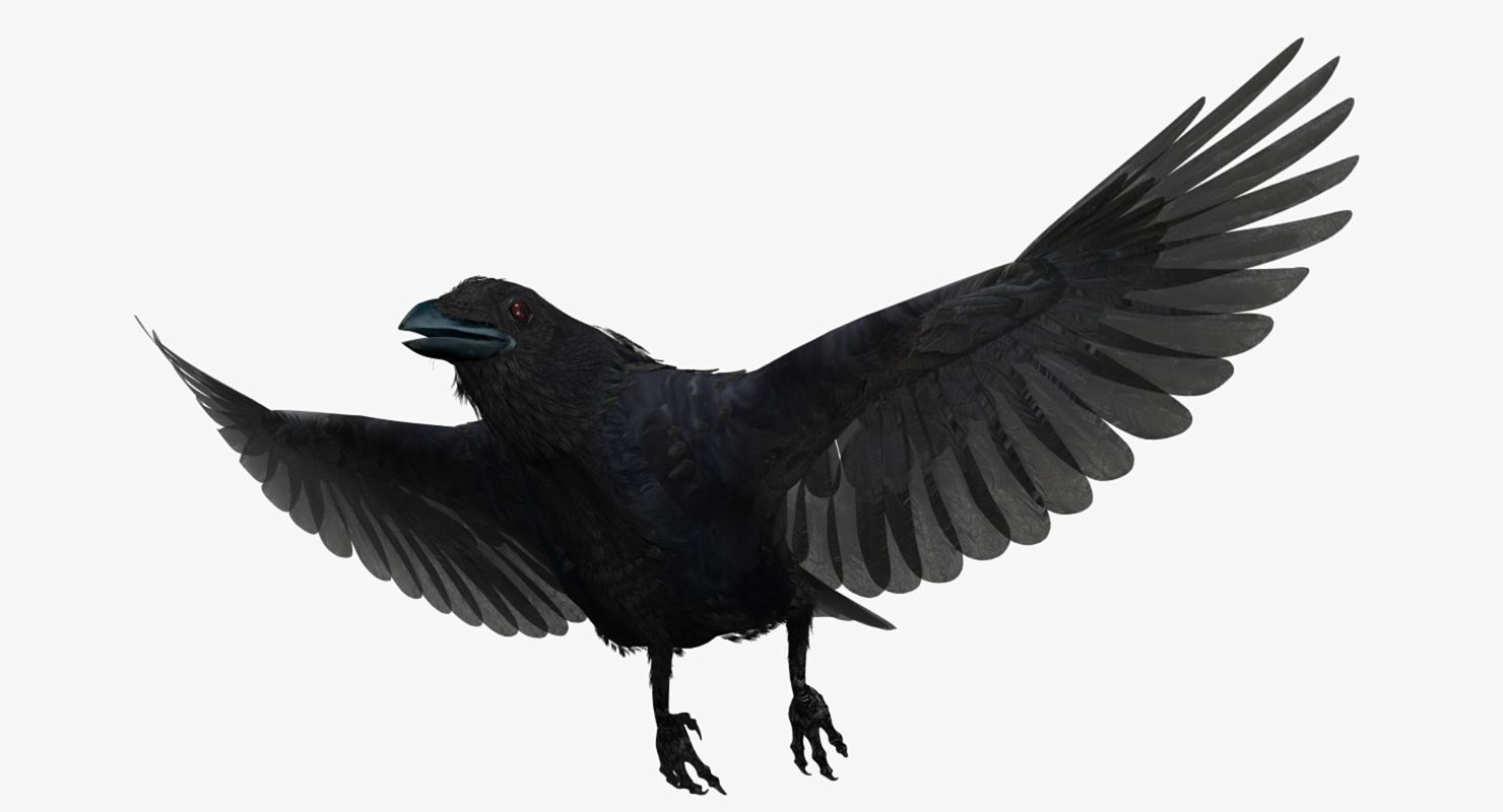 Crow - rigged - animated - Standard - PBR - VRAY Low-poly  3D model_33
