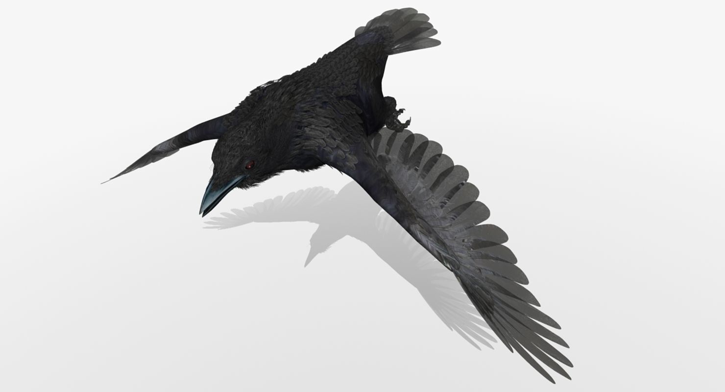Crow - rigged - animated - Standard - PBR - VRAY Low-poly  3D model_32