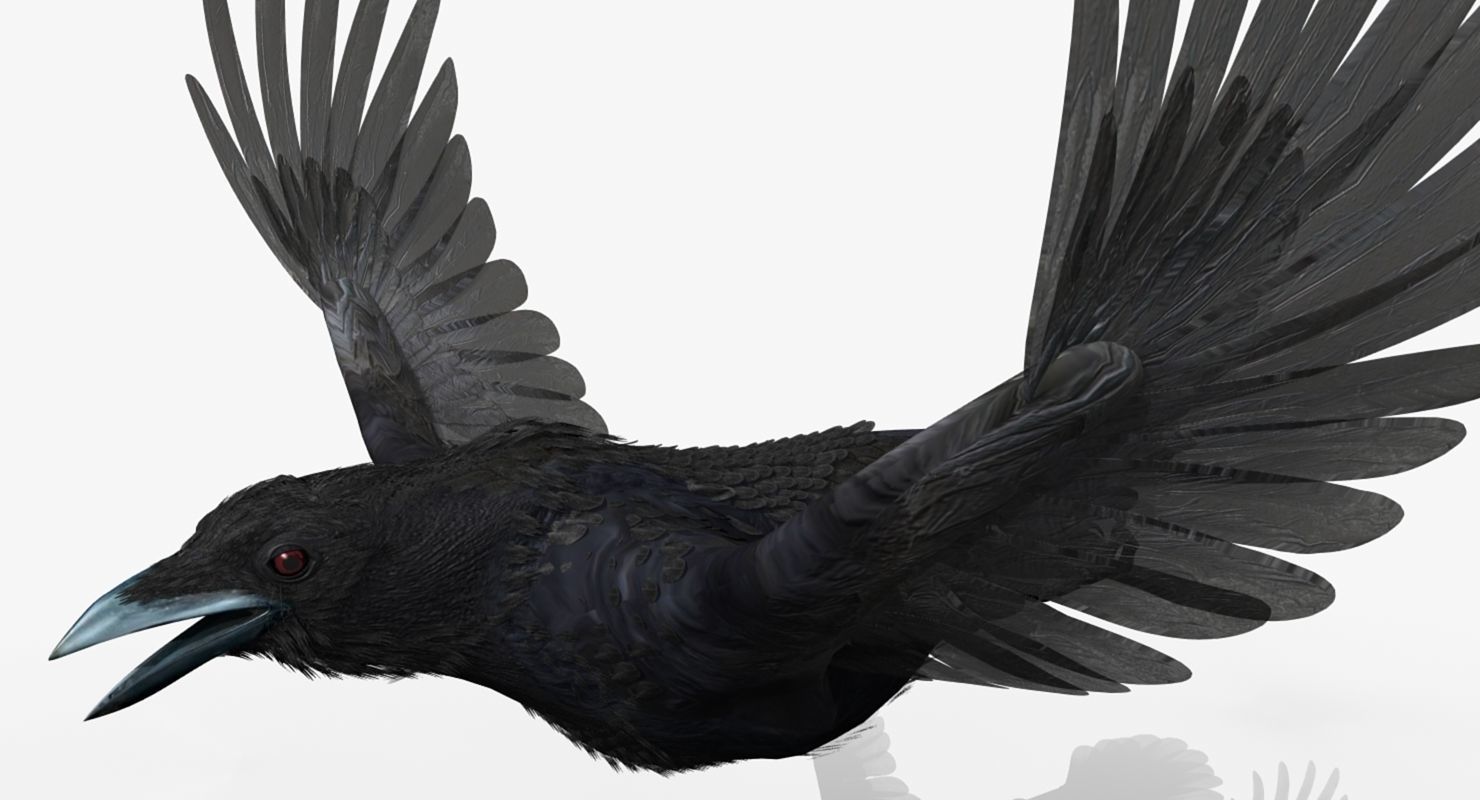 Crow - rigged - animated - Standard - PBR - VRAY Low-poly  3D model_19