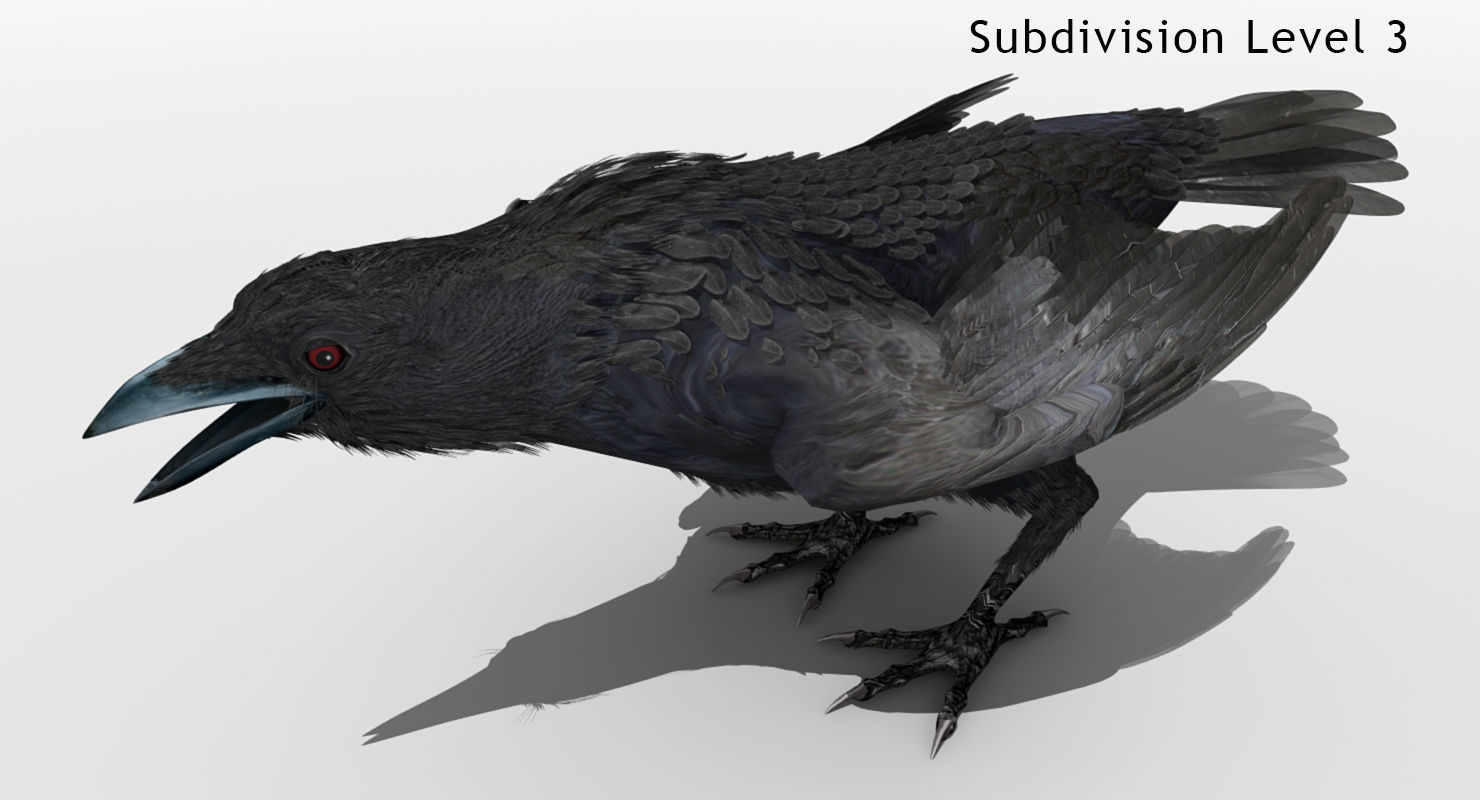 Crow - rigged - animated - Standard - PBR - VRAY Low-poly  3D model_9