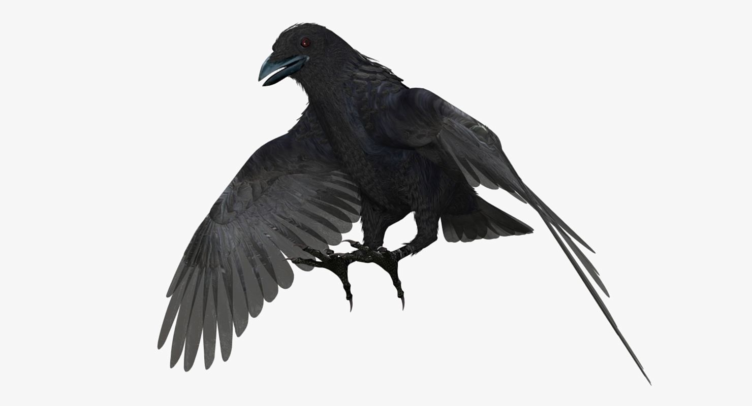Crow - rigged - animated - Standard - PBR - VRAY Low-poly  3D model_26
