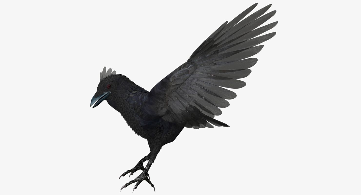 Crow - rigged - animated - Standard - PBR - VRAY Low-poly  3D model_29