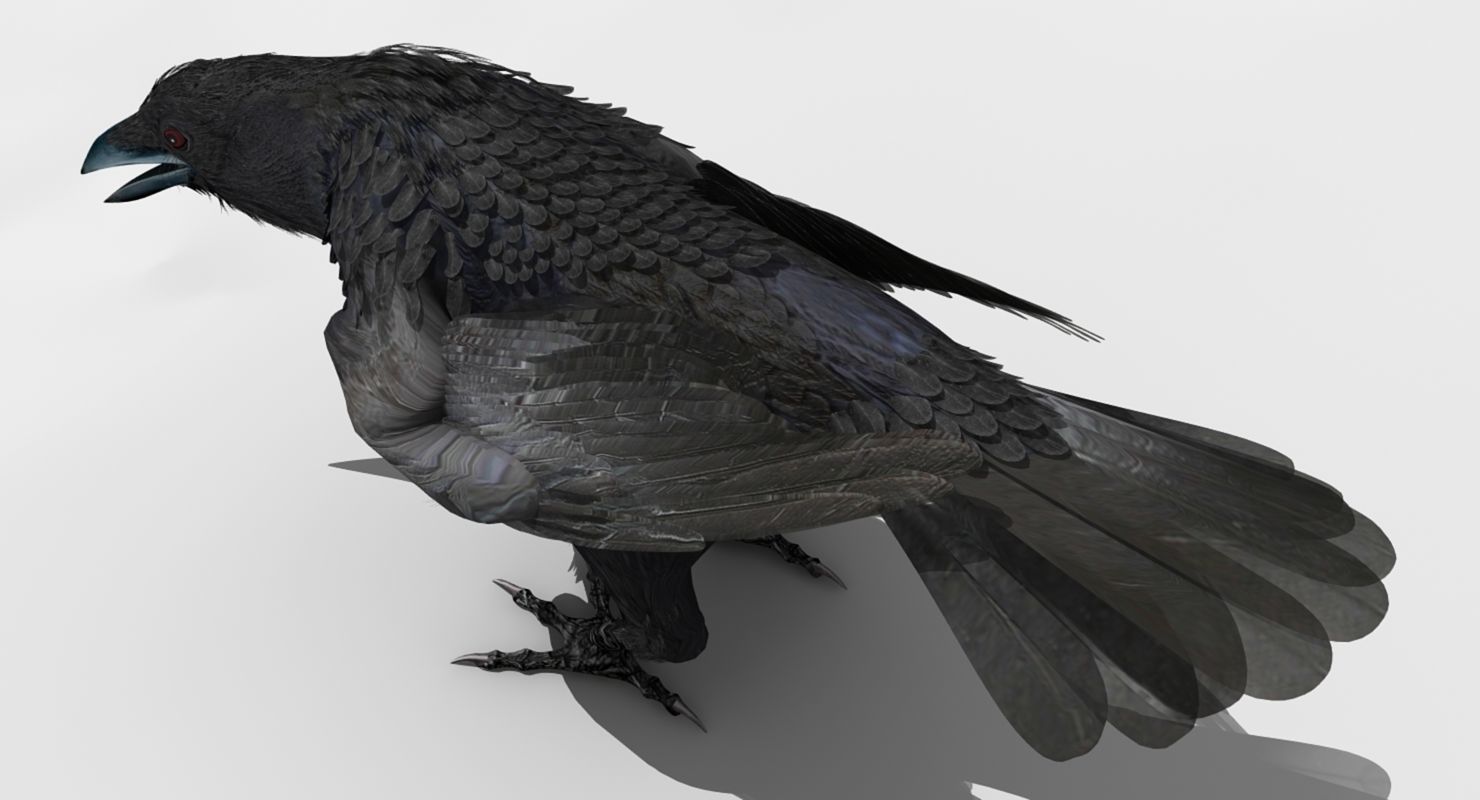 Crow - rigged - animated - Standard - PBR - VRAY Low-poly  3D model_25