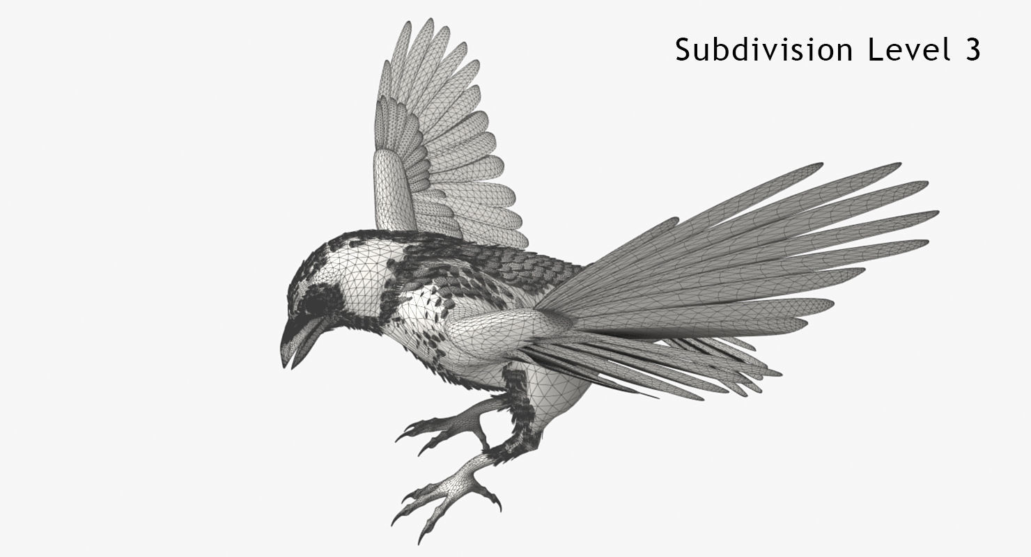 Crow - rigged - animated - Standard - PBR - VRAY Low-poly  3D model_7