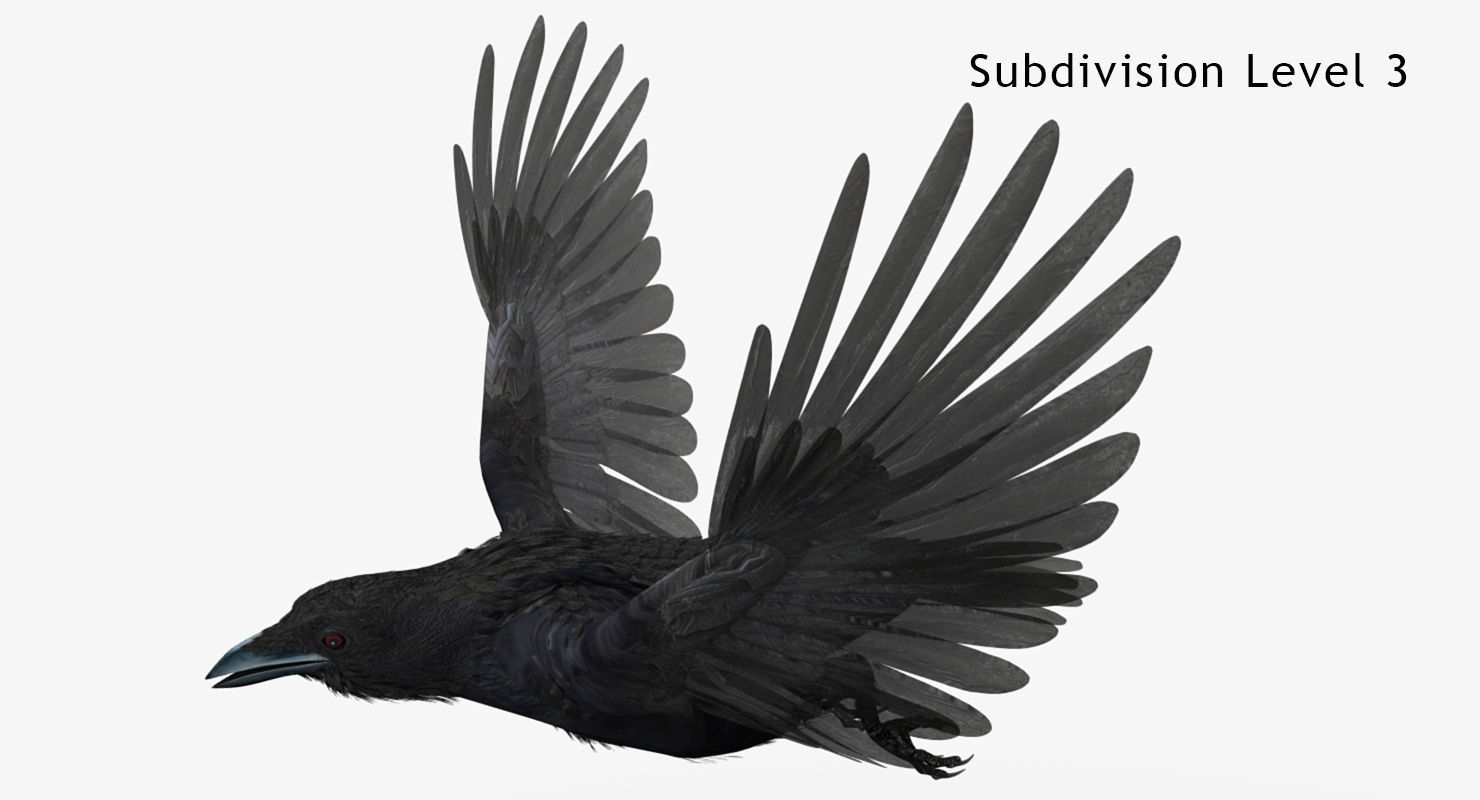 Crow - rigged - animated - Standard - PBR - VRAY Low-poly  3D model_15