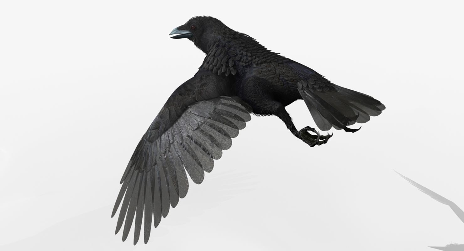 Crow - rigged - animated - Standard - PBR - VRAY Low-poly  3D model_22
