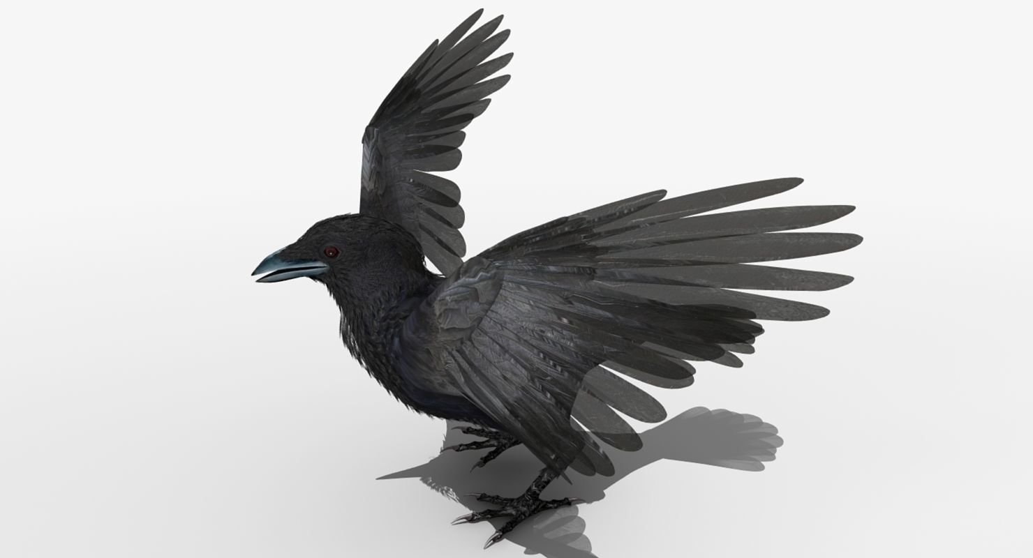 Crow - rigged - animated - Standard - PBR - VRAY Low-poly  3D model_23