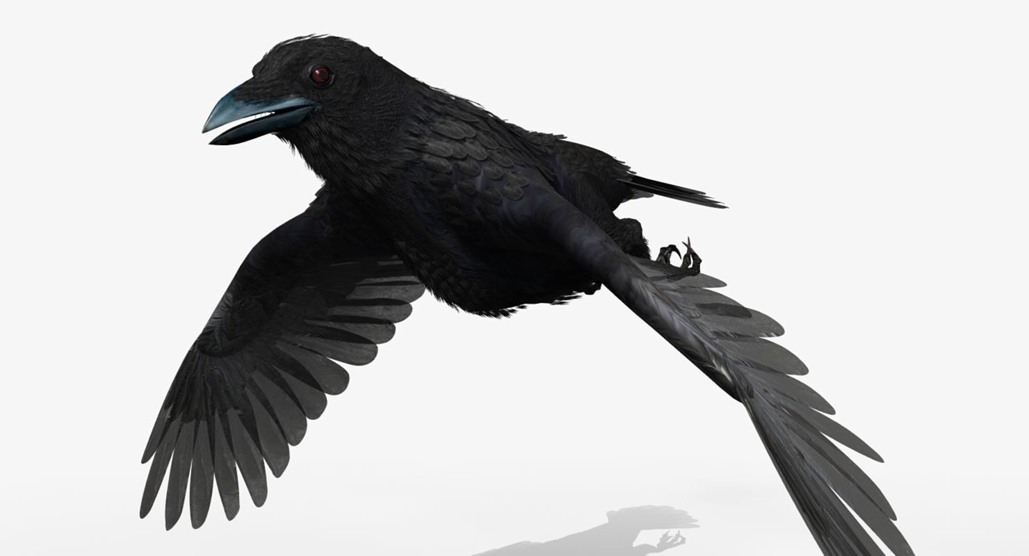 Crow - rigged - animated - Standard - PBR - VRAY Low-poly  3D model_21