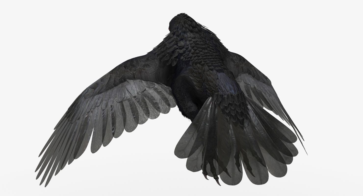 Crow - rigged - animated - Standard - PBR - VRAY Low-poly  3D model_24