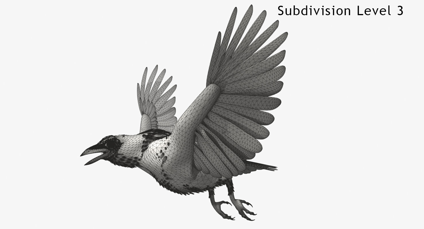 Crow - rigged - animated - Standard - PBR - VRAY Low-poly  3D model_13