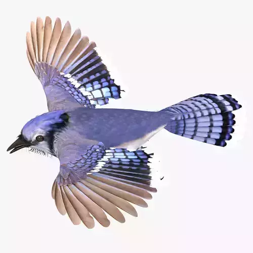 Bluejay jay in flight 3D model