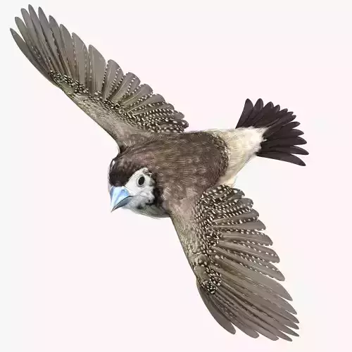 Double-Barred Finch - rigged - animated 3D model