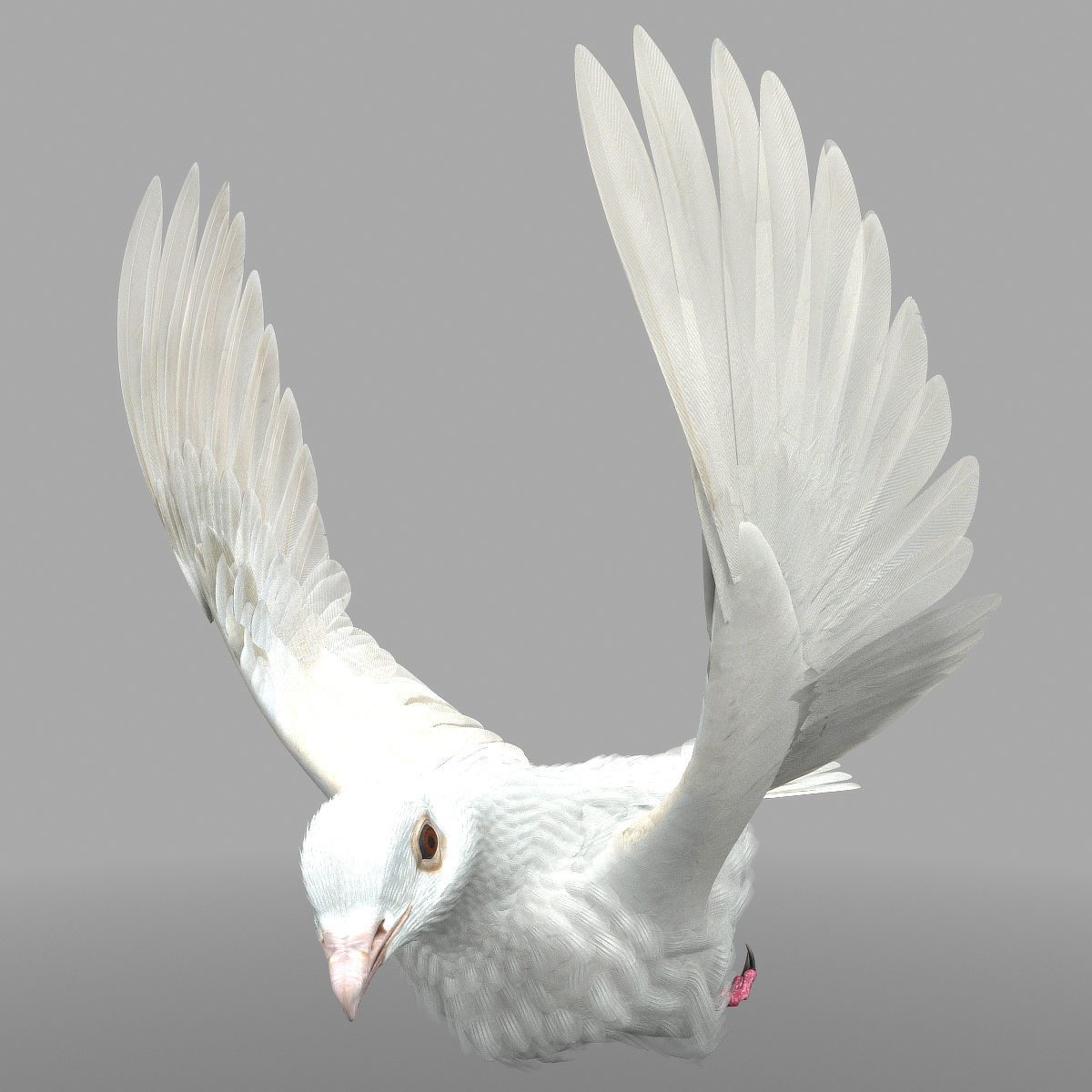 Dove - rigged - animated 3D model_8