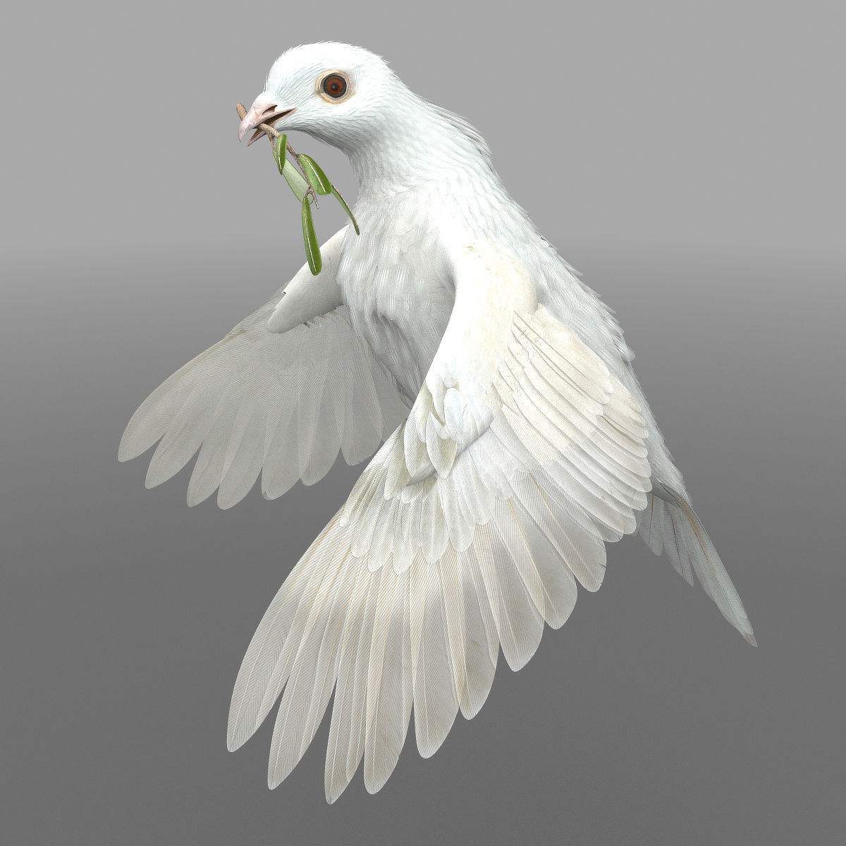 Dove - rigged - animated 3D model_16
