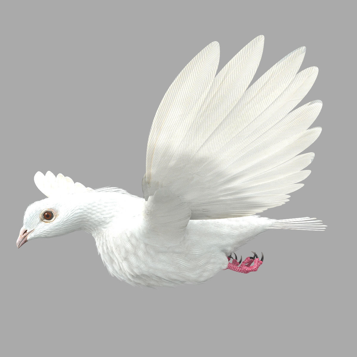 Dove - rigged - animated 3D model_4