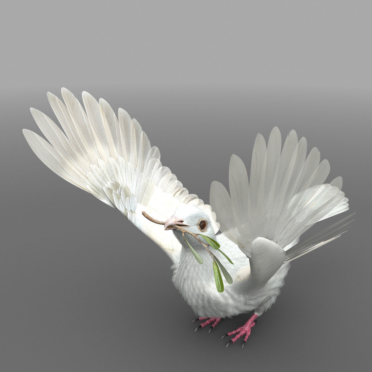 Dove - rigged - animated 3D model_15