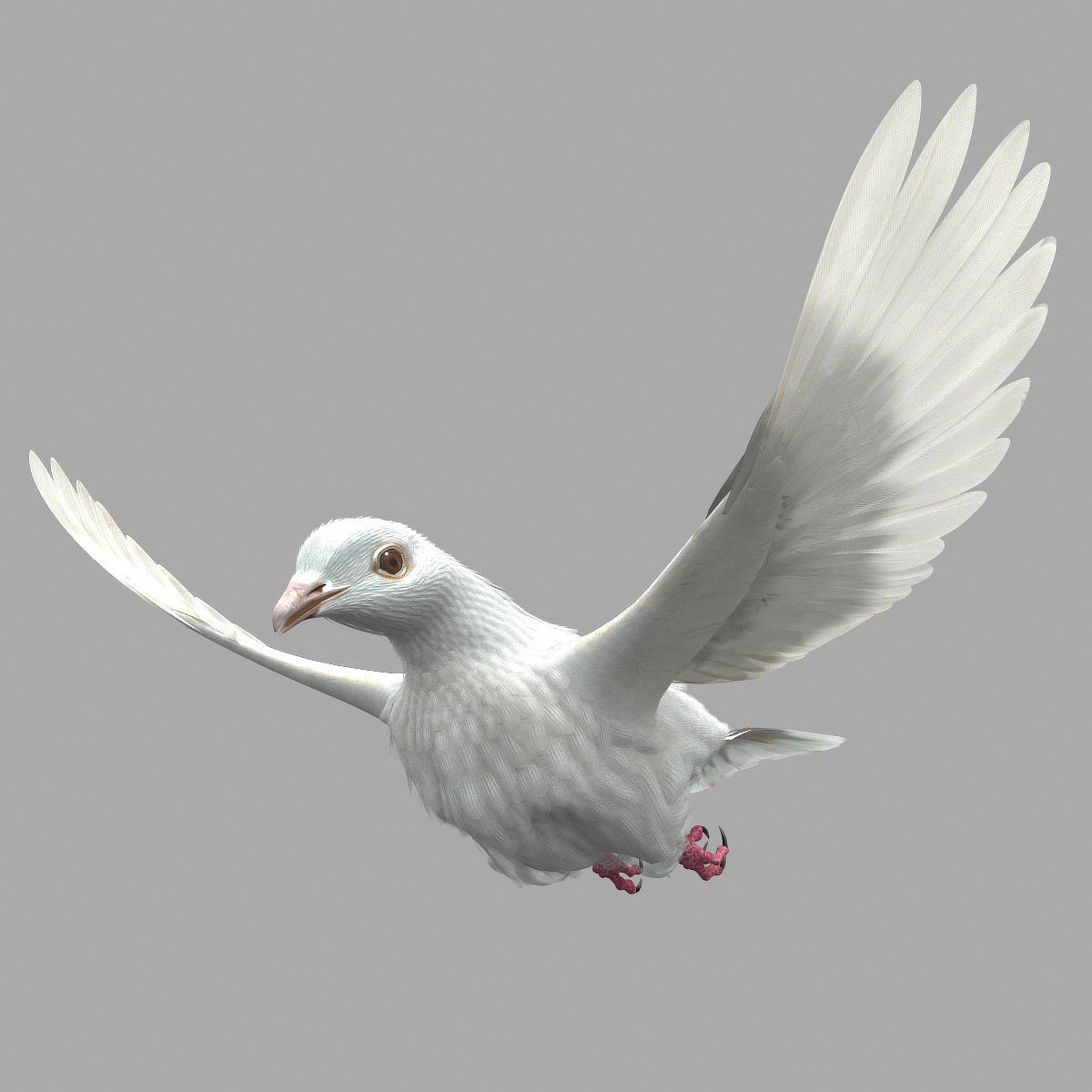 Dove - rigged - animated 3D model_6