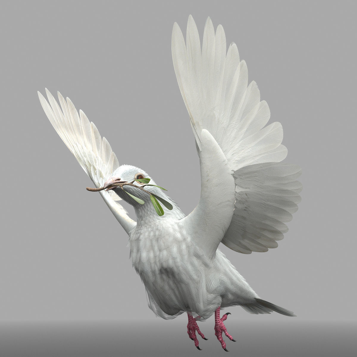 Dove - rigged - animated 3D model_17