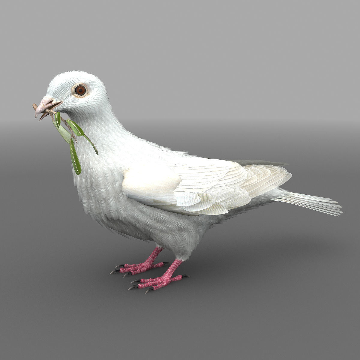 Dove - rigged - animated 3D model_14