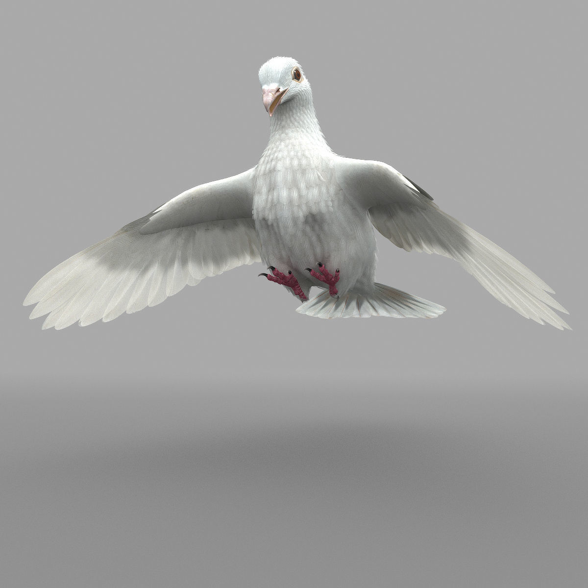 Dove - rigged - animated 3D model_10