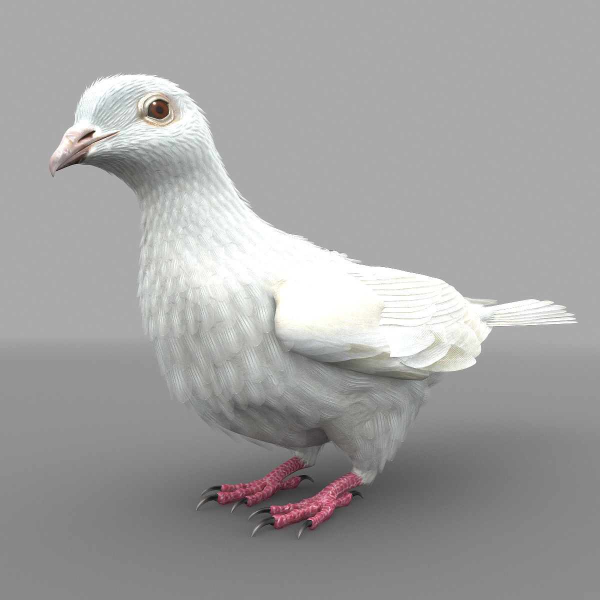 Dove - rigged - animated 3D model_12