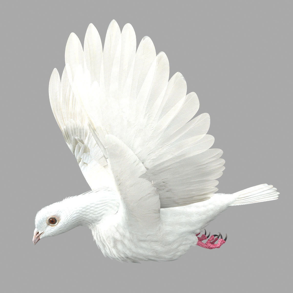 Dove - rigged - animated 3D model_5