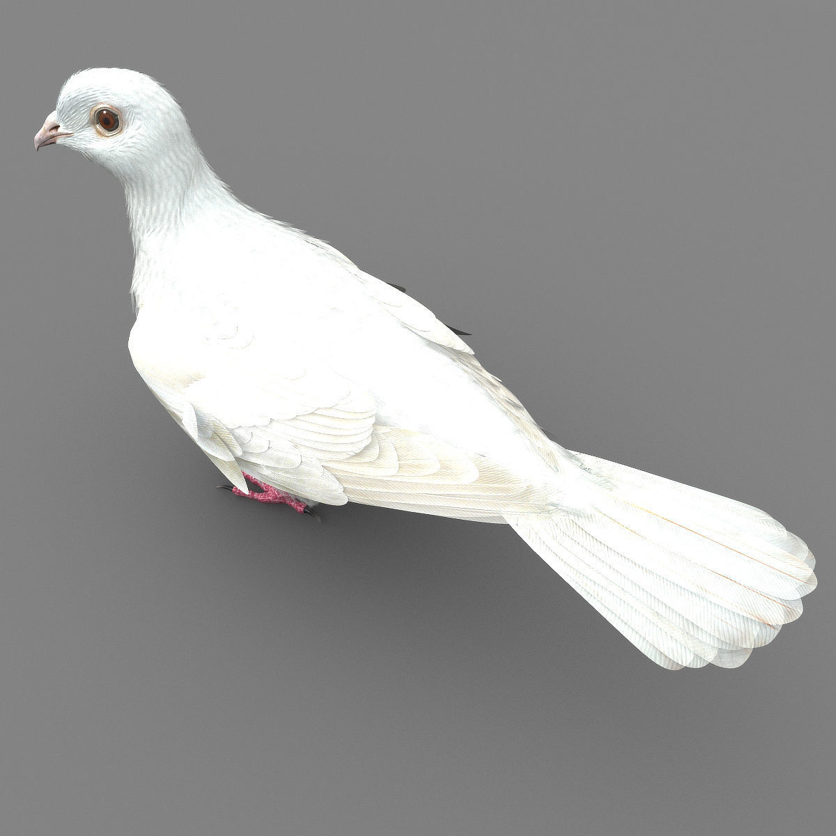 Dove - rigged - animated 3D model_13