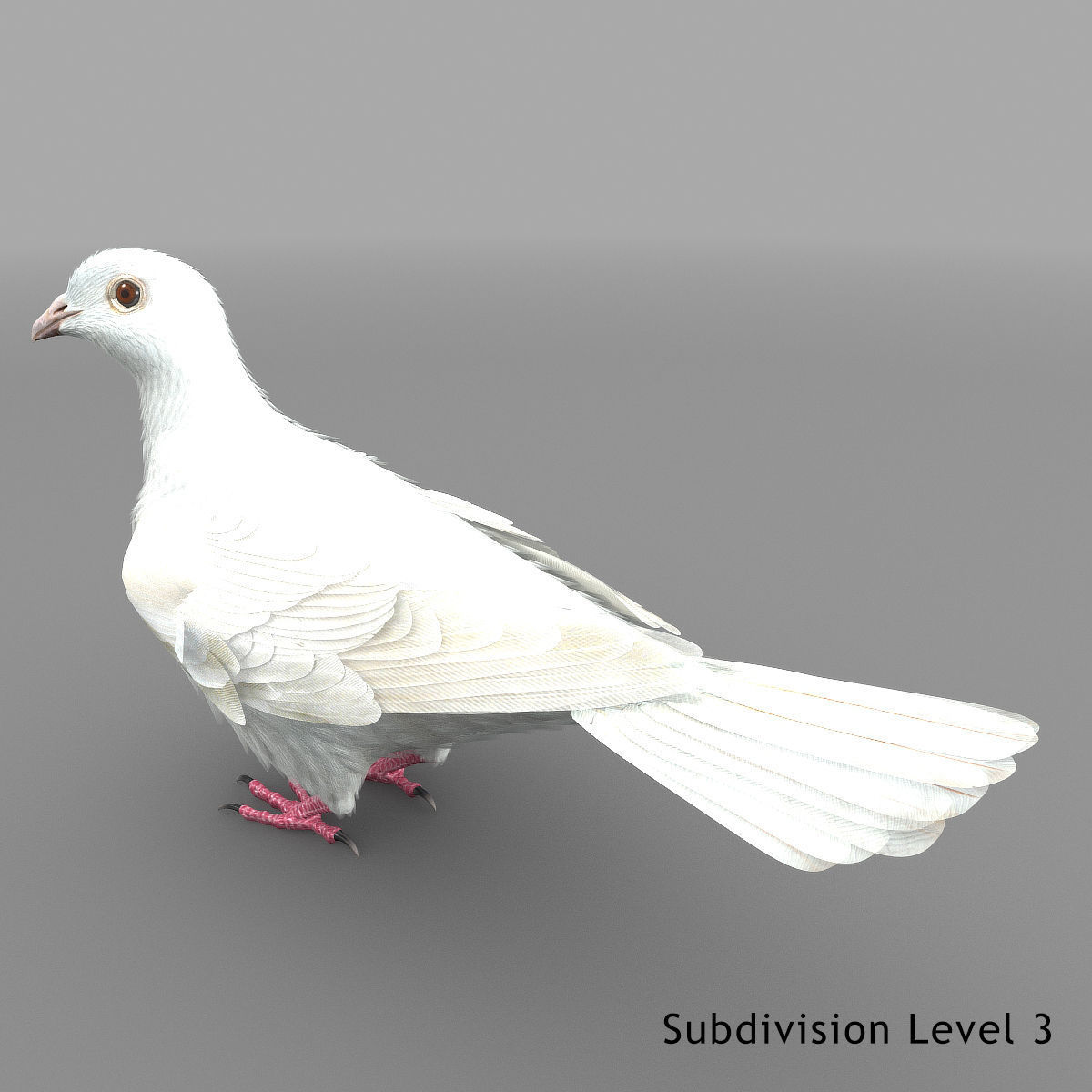 Dove - rigged - animated 3D model_19