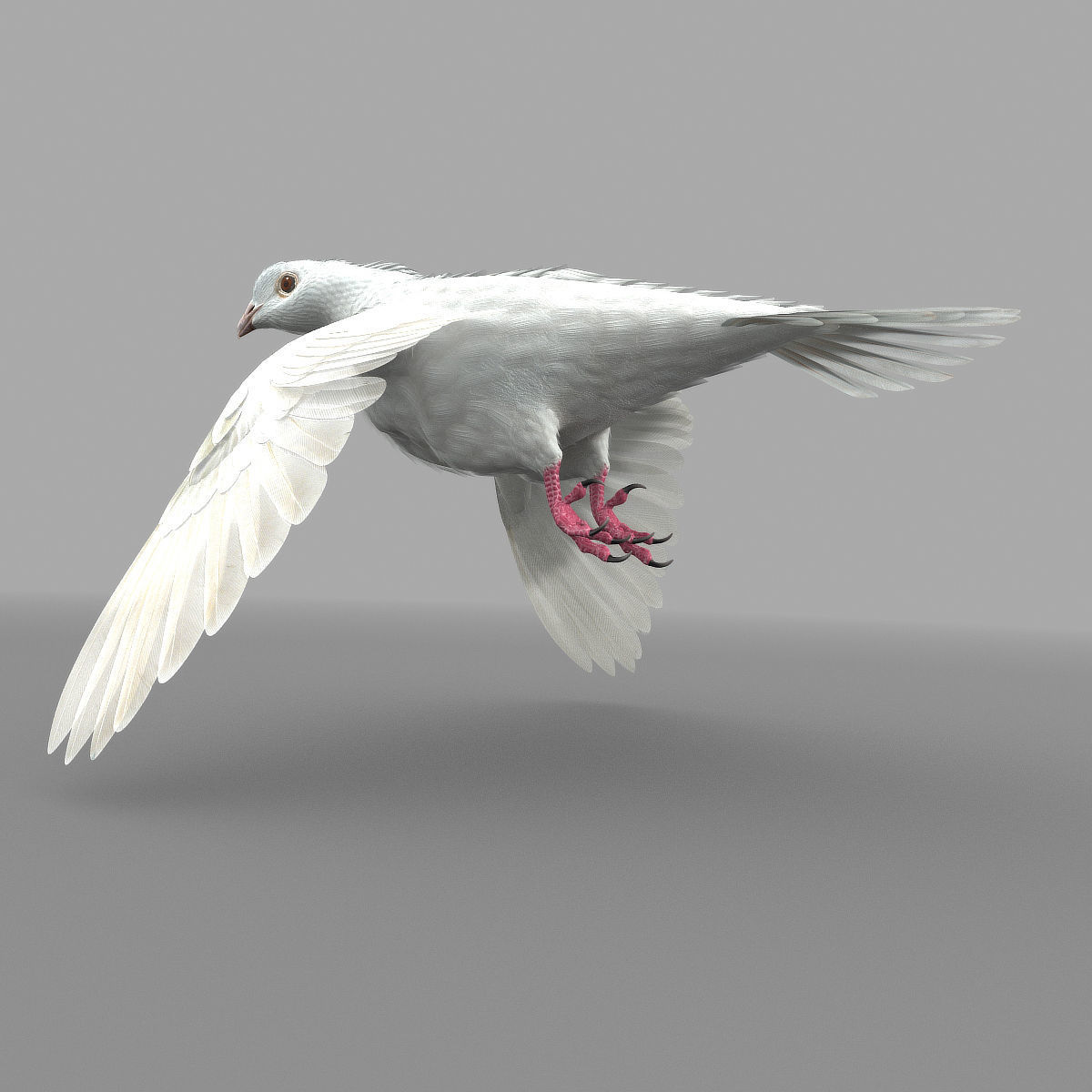 Dove - rigged - animated 3D model_7