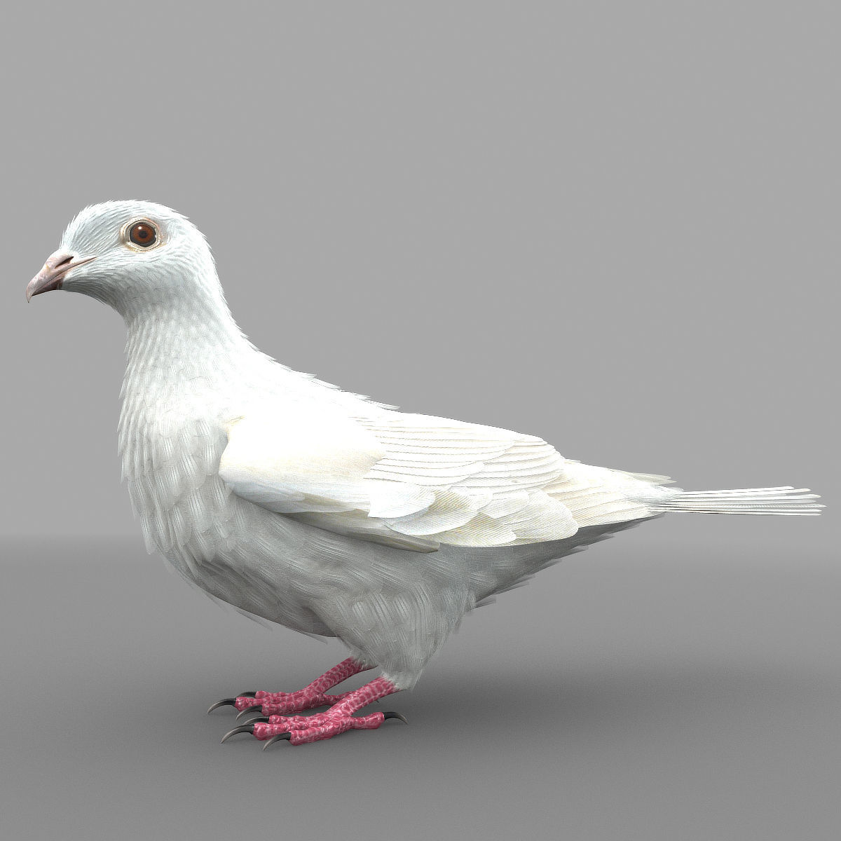 Dove - rigged - animated 3D model_11