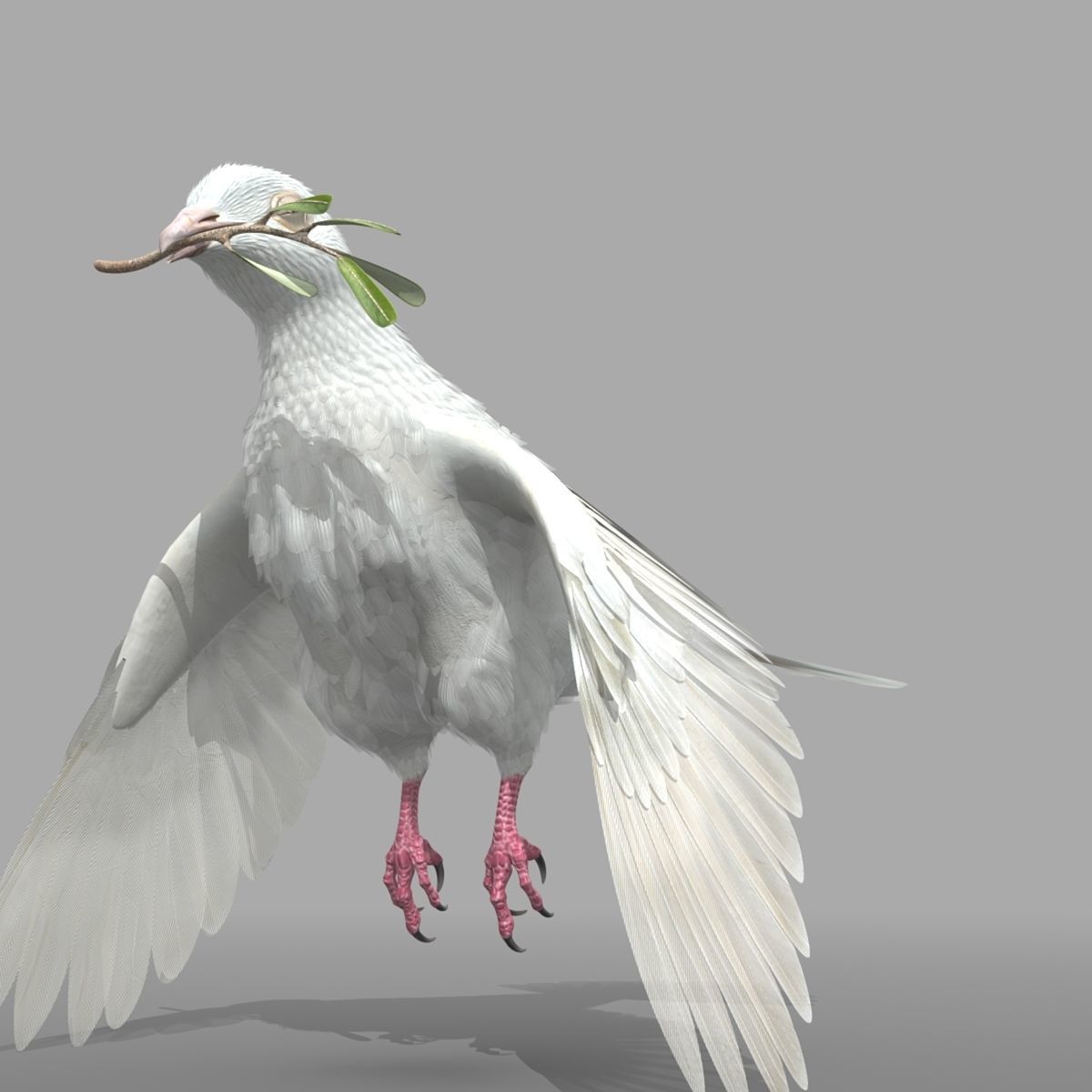 Dove - rigged - animated 3D model_25