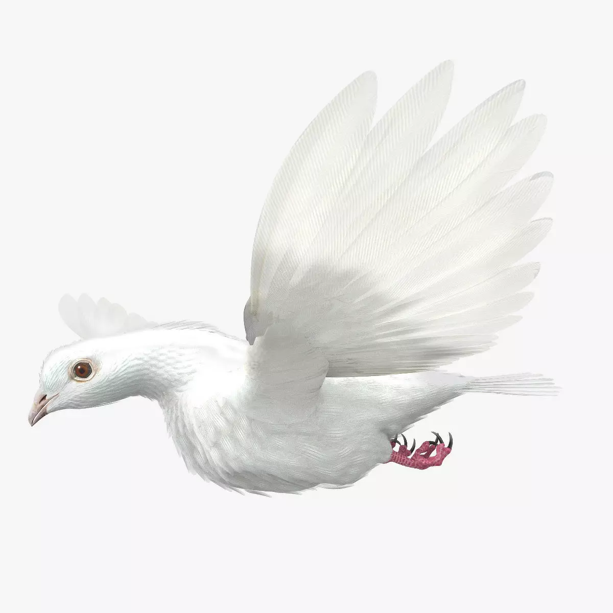 Dove - rigged - animated 3D model_0